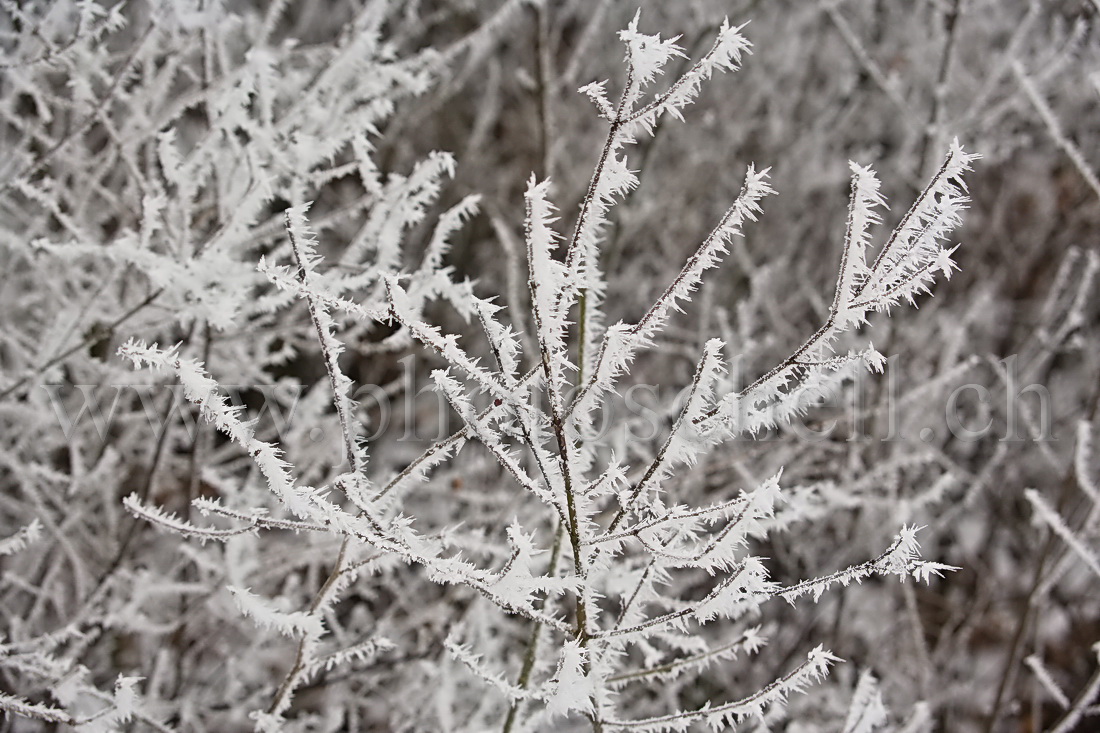 Neige et givre dans les arbres