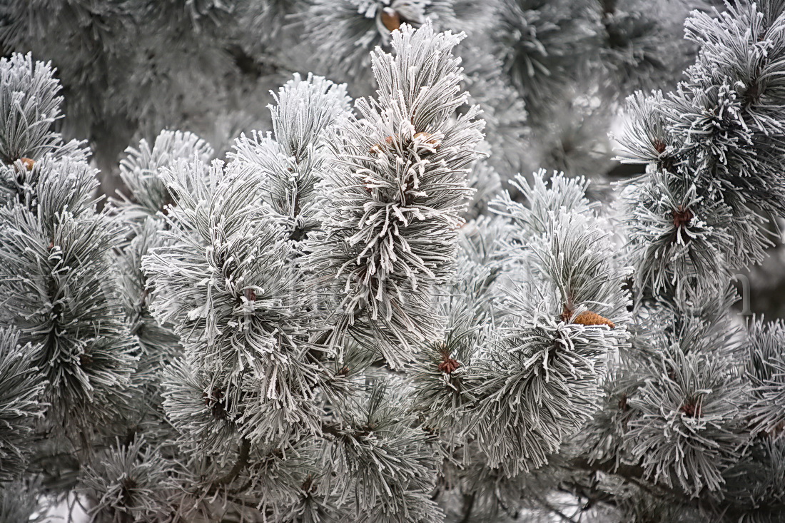 Neige et givre dans les arbres