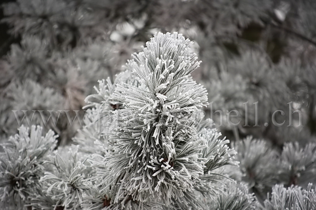 Neige et givre dans les arbres