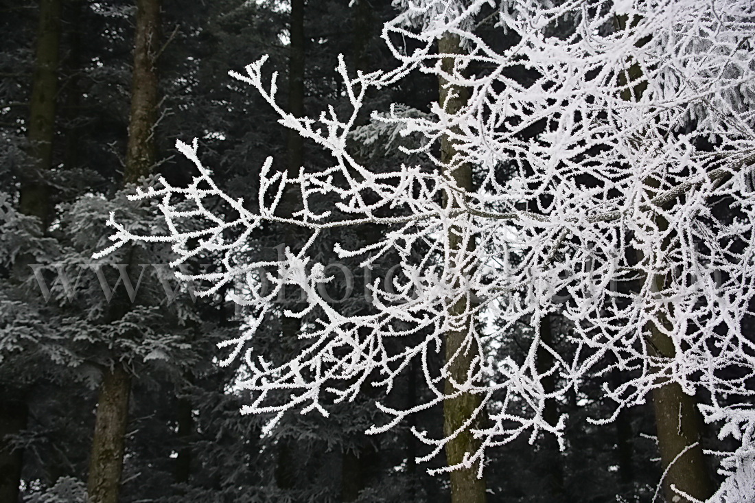 Neige et givre dans les arbres