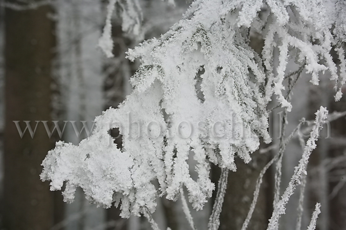 Neige et givre dans les arbres