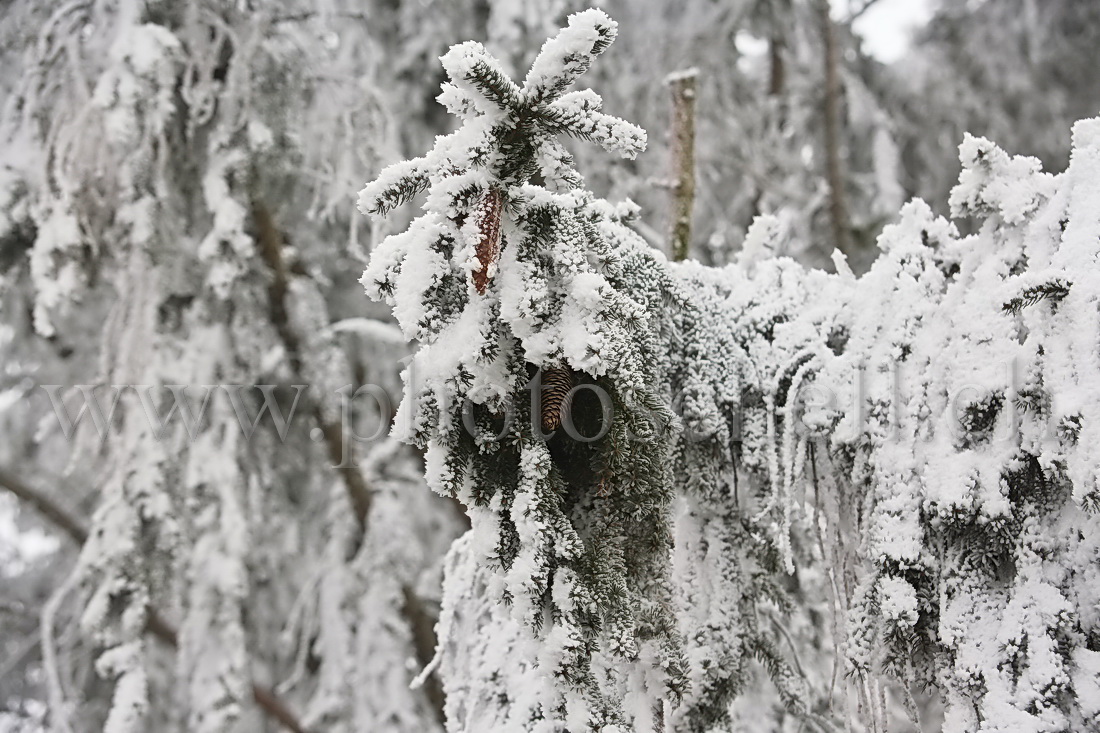 Neige et givre dans les arbres