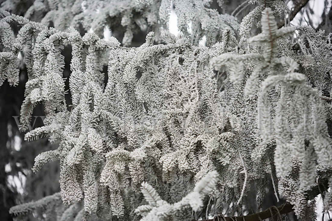 Neige et givre dans les arbres