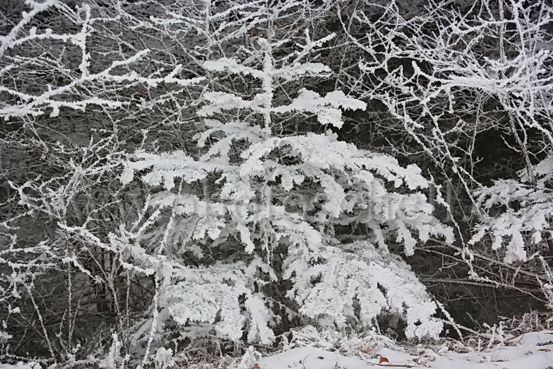 Neige et givre dans les arbres
