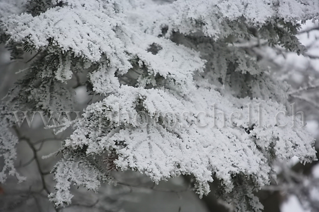 Neige et givre dans les arbres