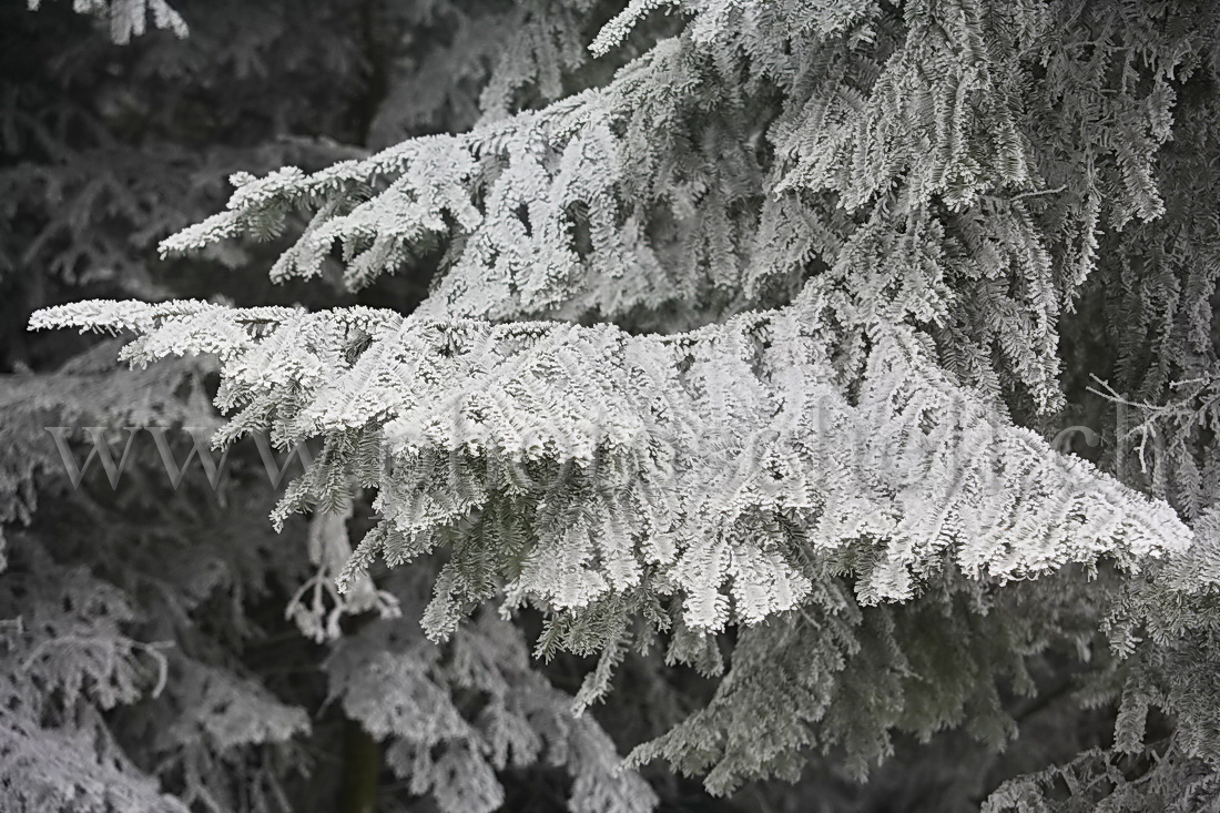 Neige et givre dans les arbres