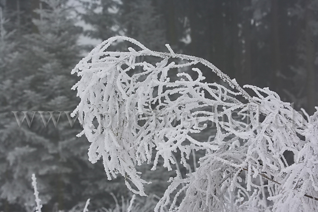 Neige et givre dans les arbres