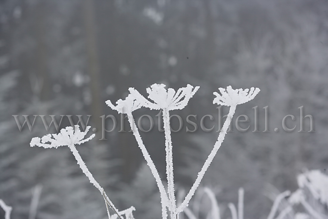 Neige et givre dans les arbres