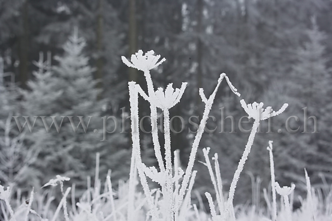 Neige et givre dans les arbres