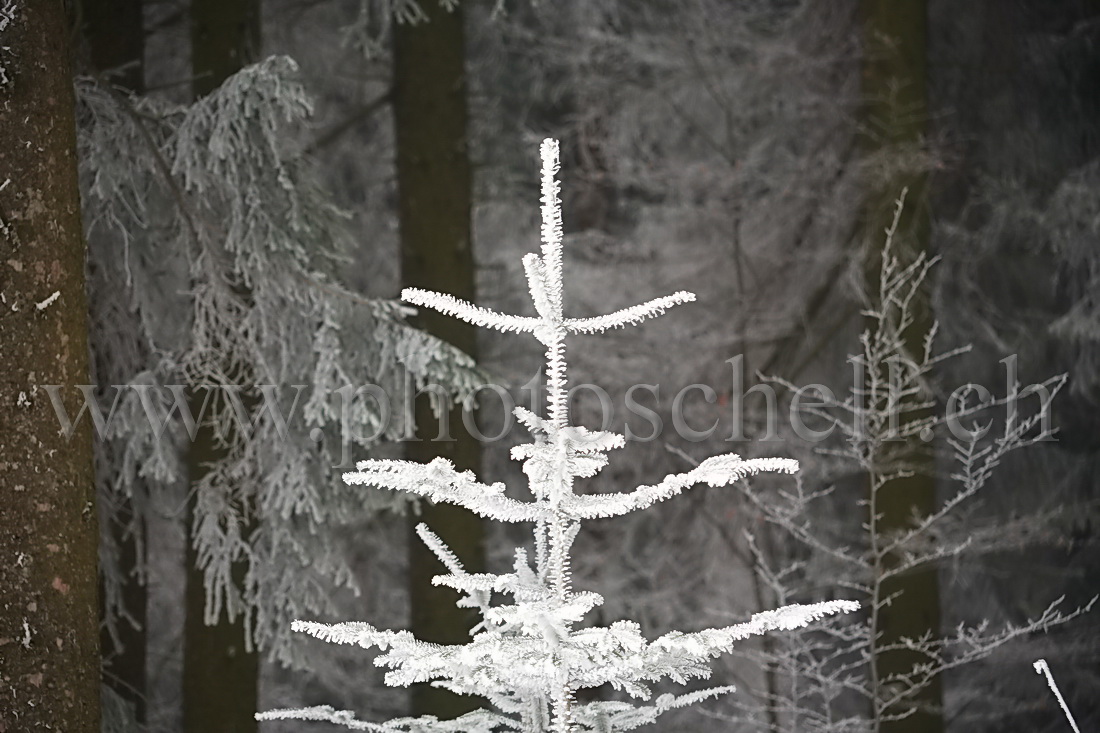 Neige et givre dans les arbres