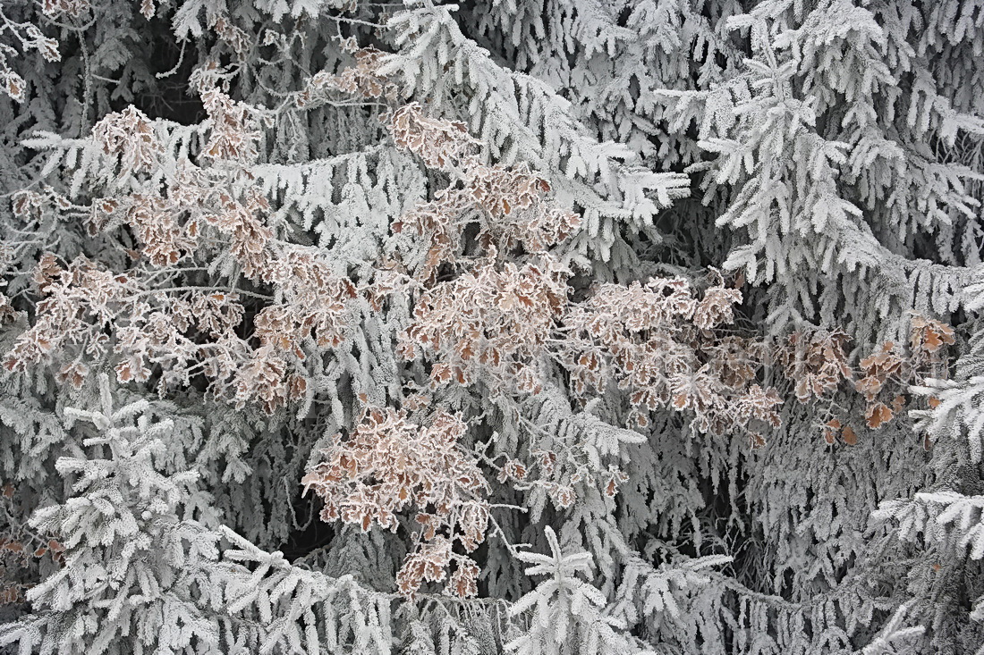 Neige et givre dans les arbres