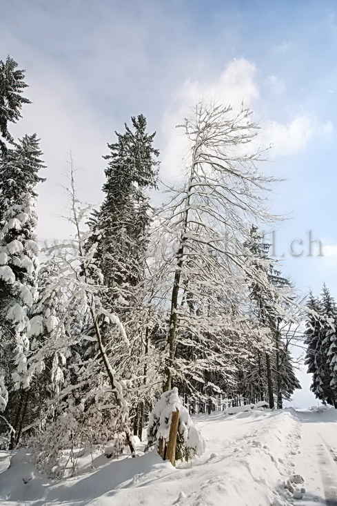 Neige dans les arbres