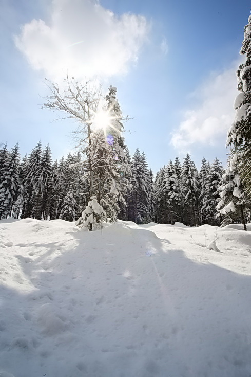 Neige dans les arbres