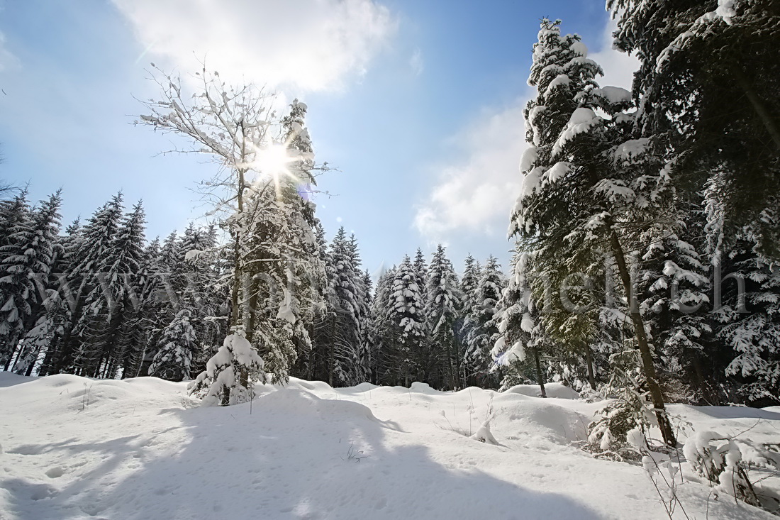 Neige dans les arbres