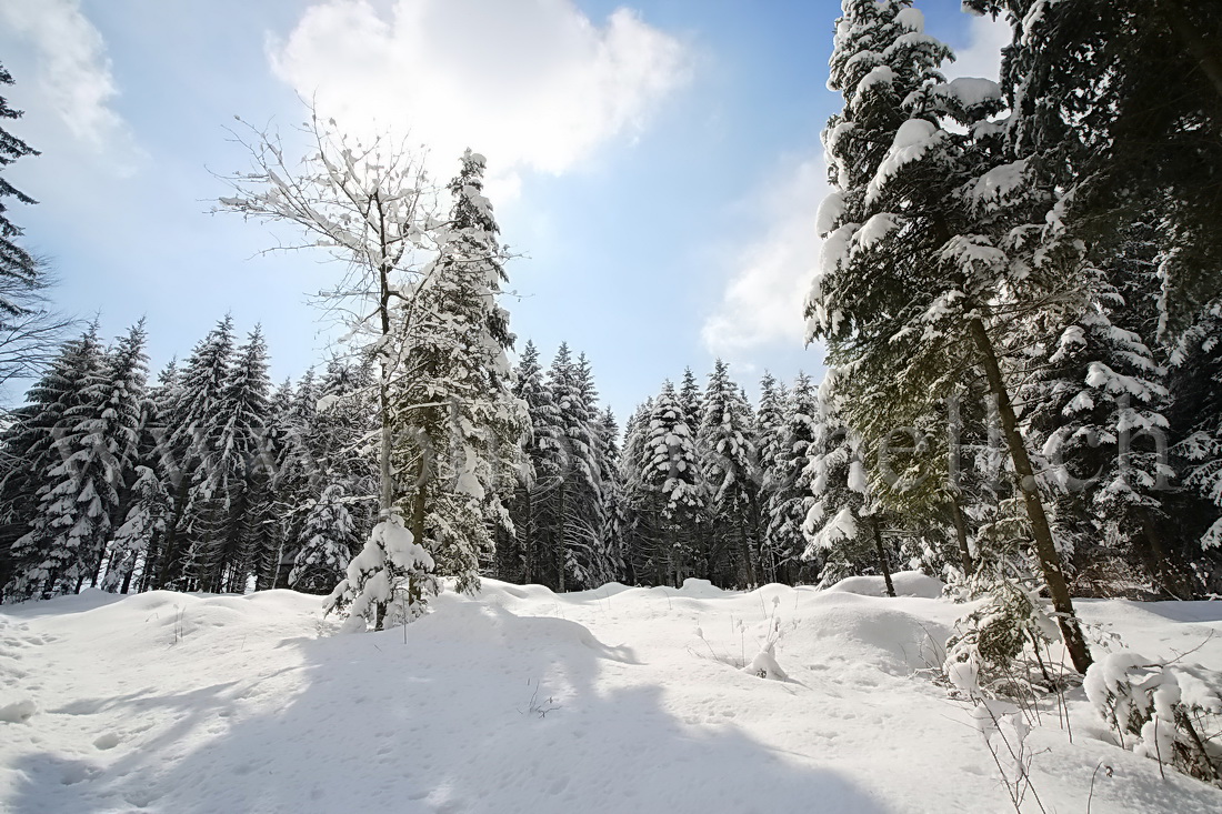 Neige dans les arbres