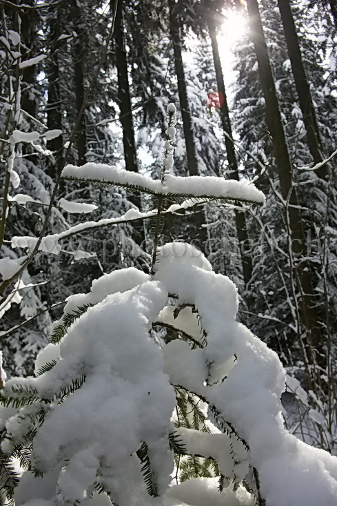 Jeune sapin enneigé