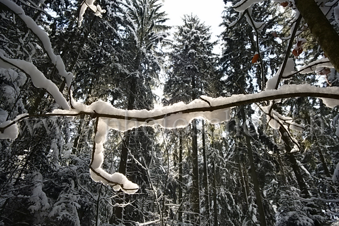 Branche enneigée sous le soleil