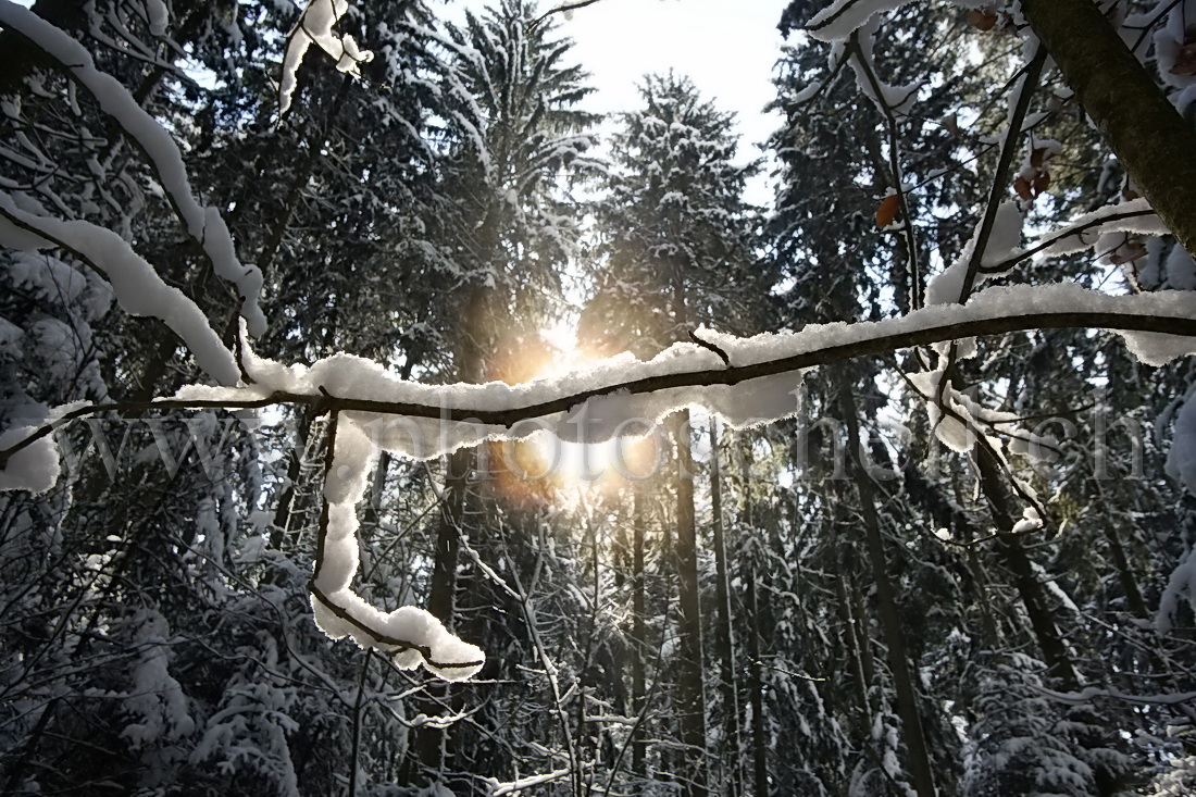 Branche enneigée sous le soleil