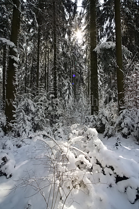 Sous-bois enneigé