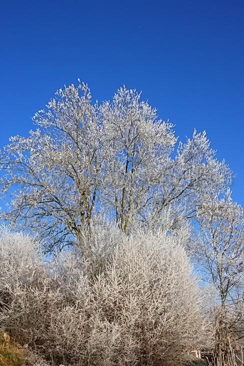 Arbres givrés