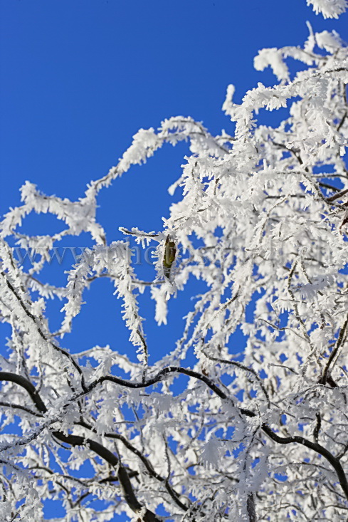 Détails de branches givrées