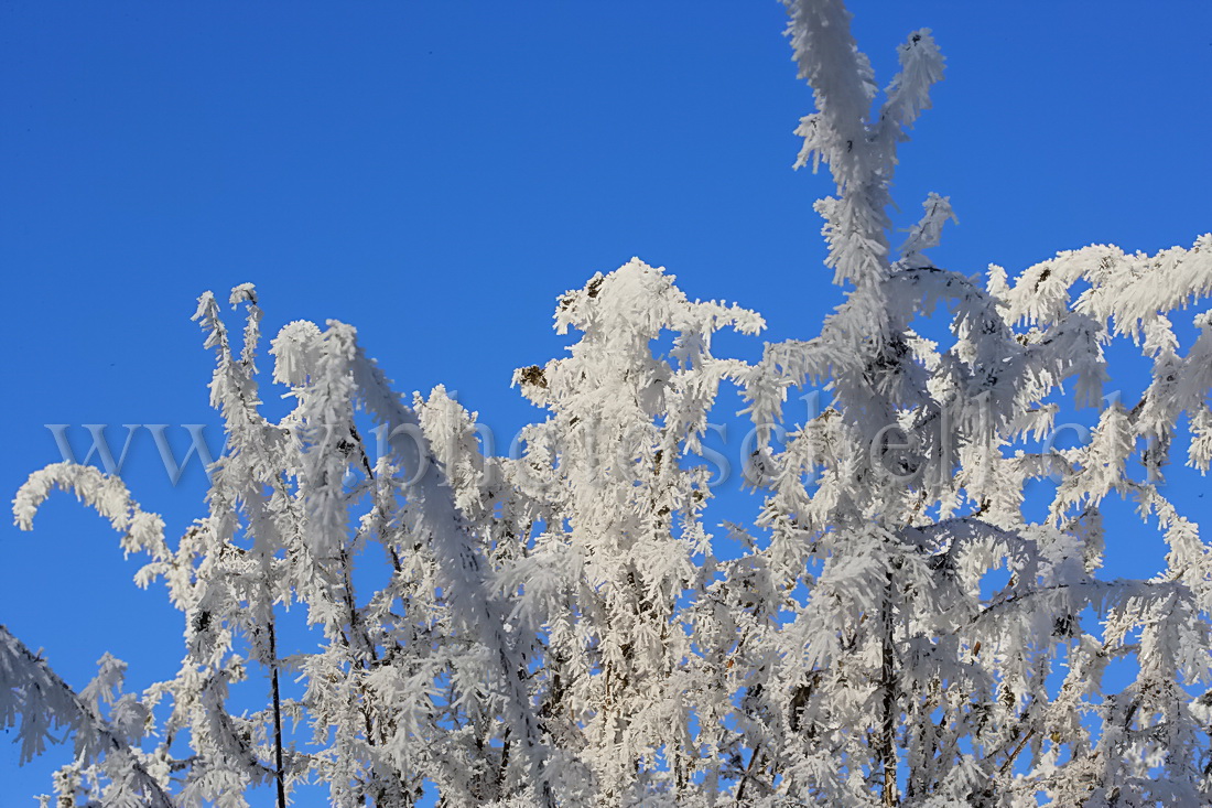 Détails de branches givrées