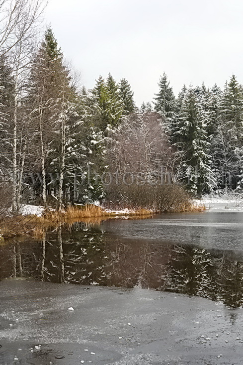 Reflets dans la tourbière