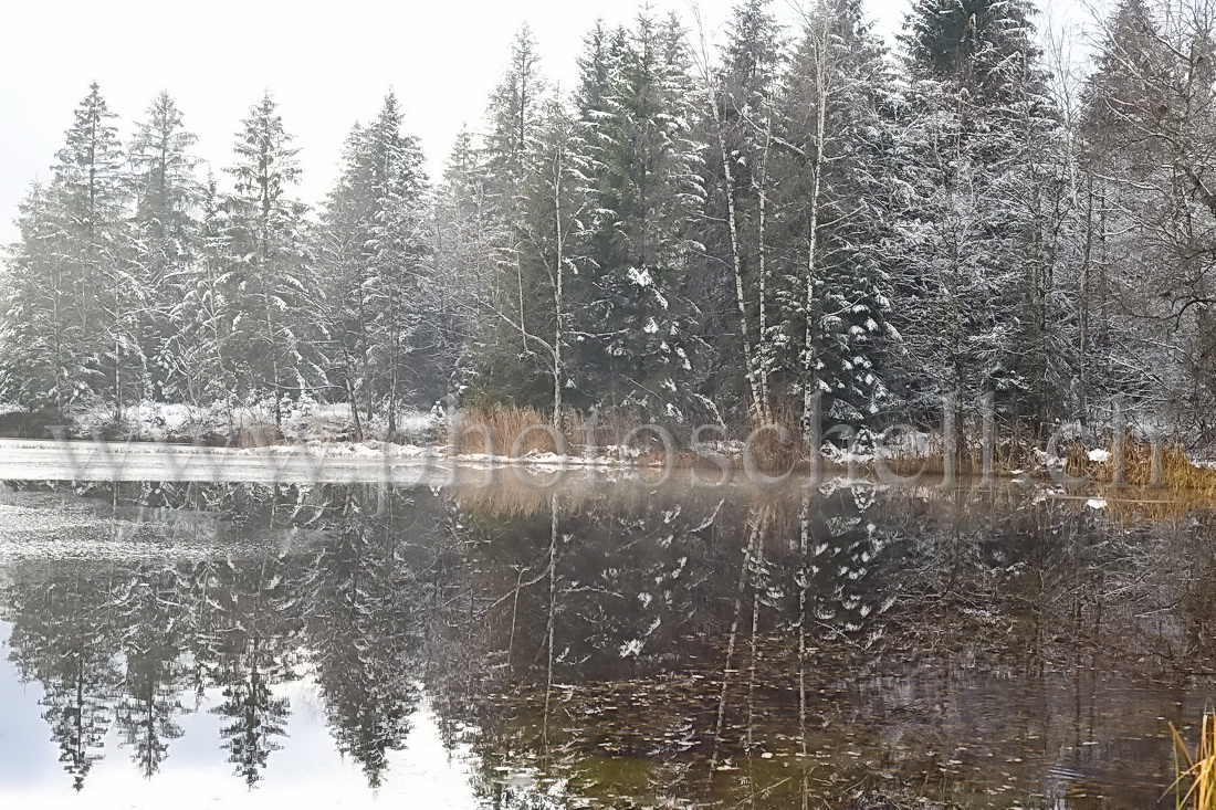 Reflets dans la tourbière