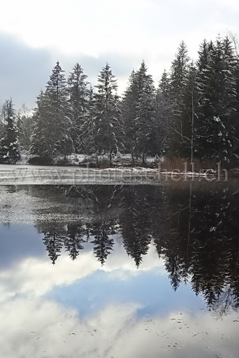 Reflets dans la tourbière