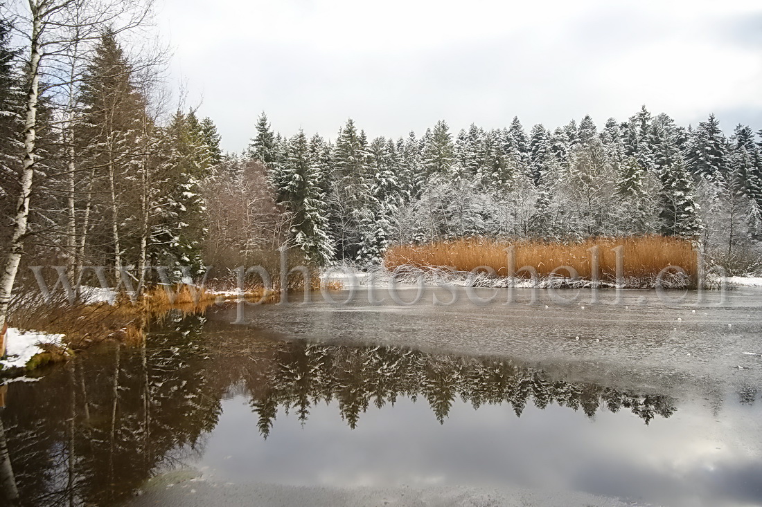 Reflets dans la tourbière