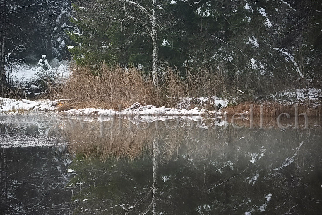 Reflets dans la tourbière