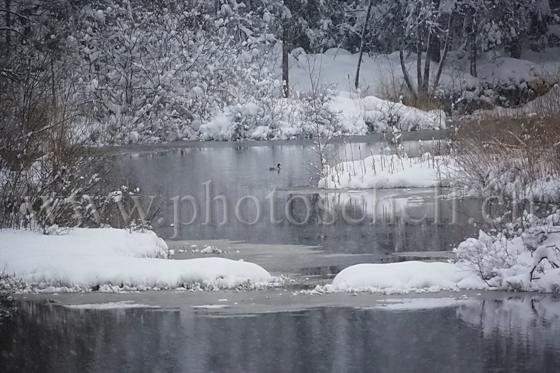 Neige fraîche aux tourbières