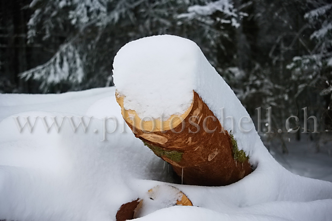 Bille recouverte de neige