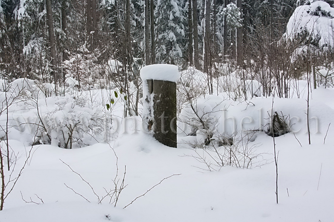 Tronc et son chapeau de neige