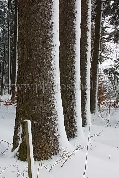 Alignements dans la neige