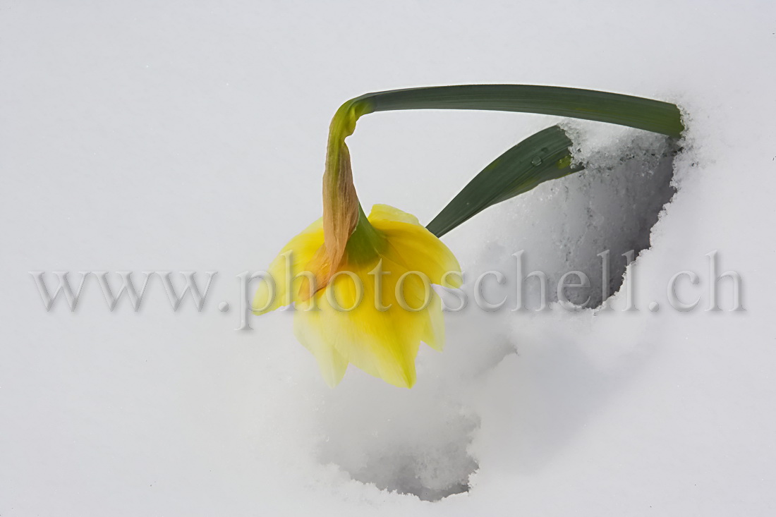 Narcisse dans la neige