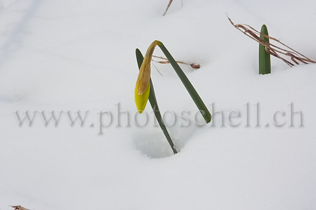 Jeune narcisse dans la neige