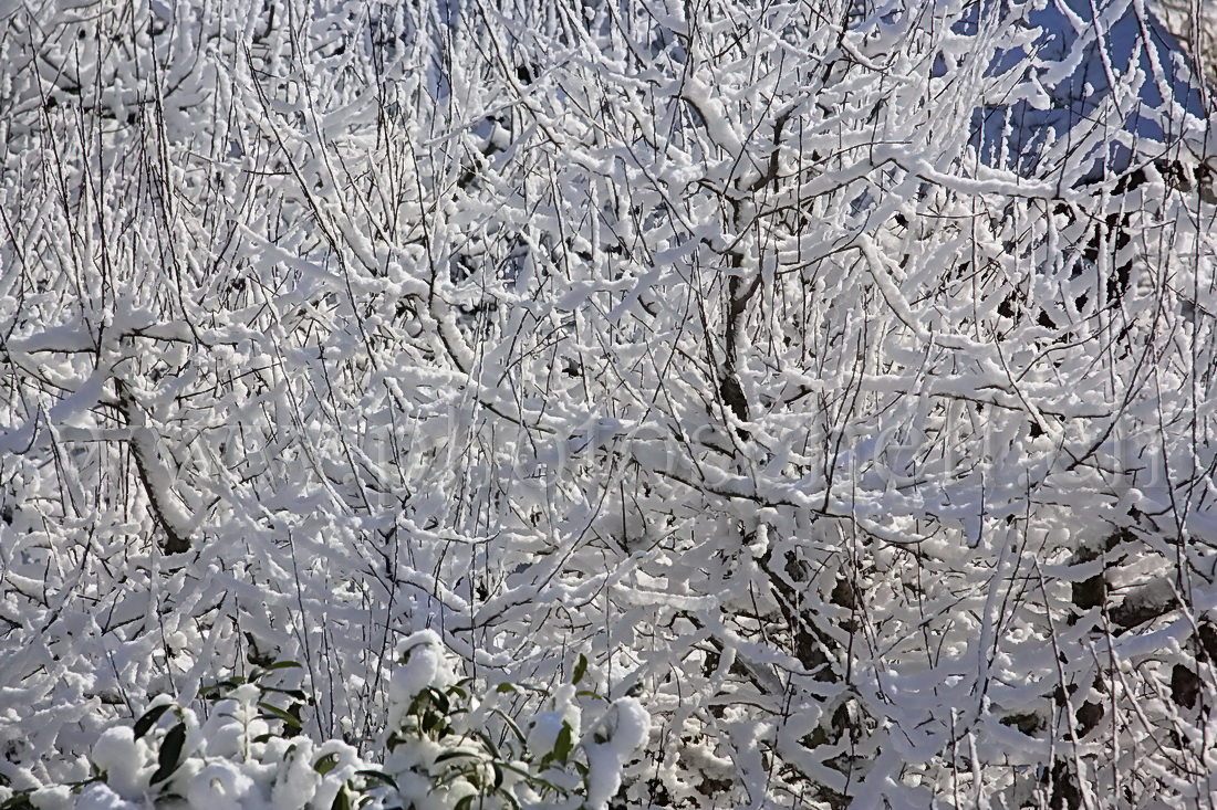 Neige fraîche dans les branches