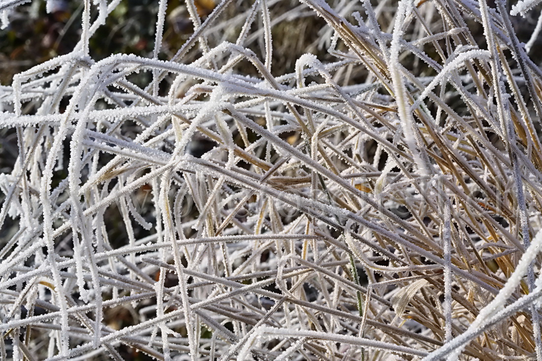 Herbes jaunies givrées