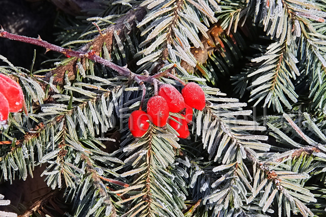 Couleurs de noël dans la Nature