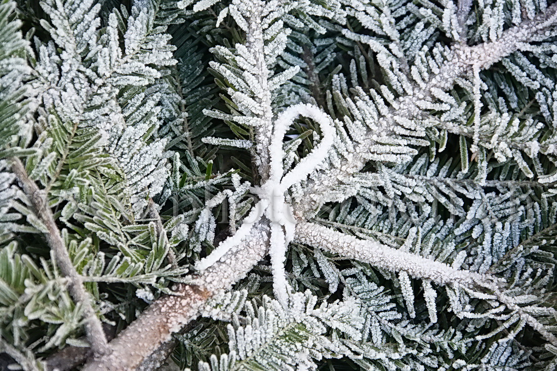 Noeud givré sur des branches de sapin