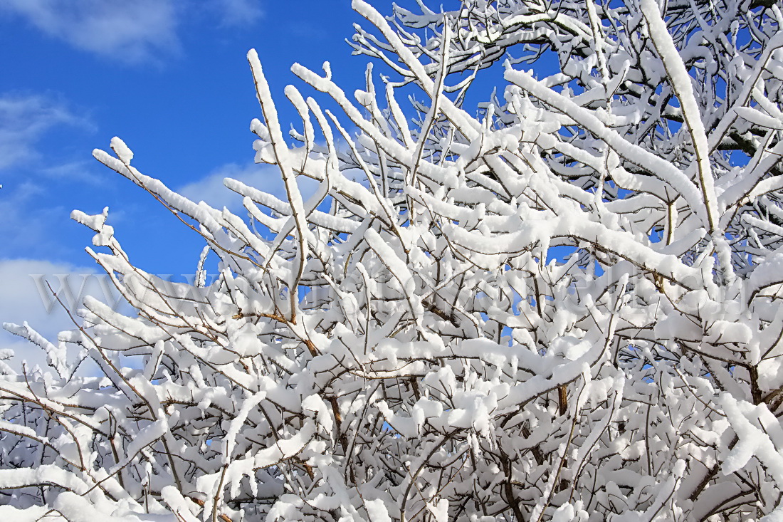 Accumulation de neige sur les branches