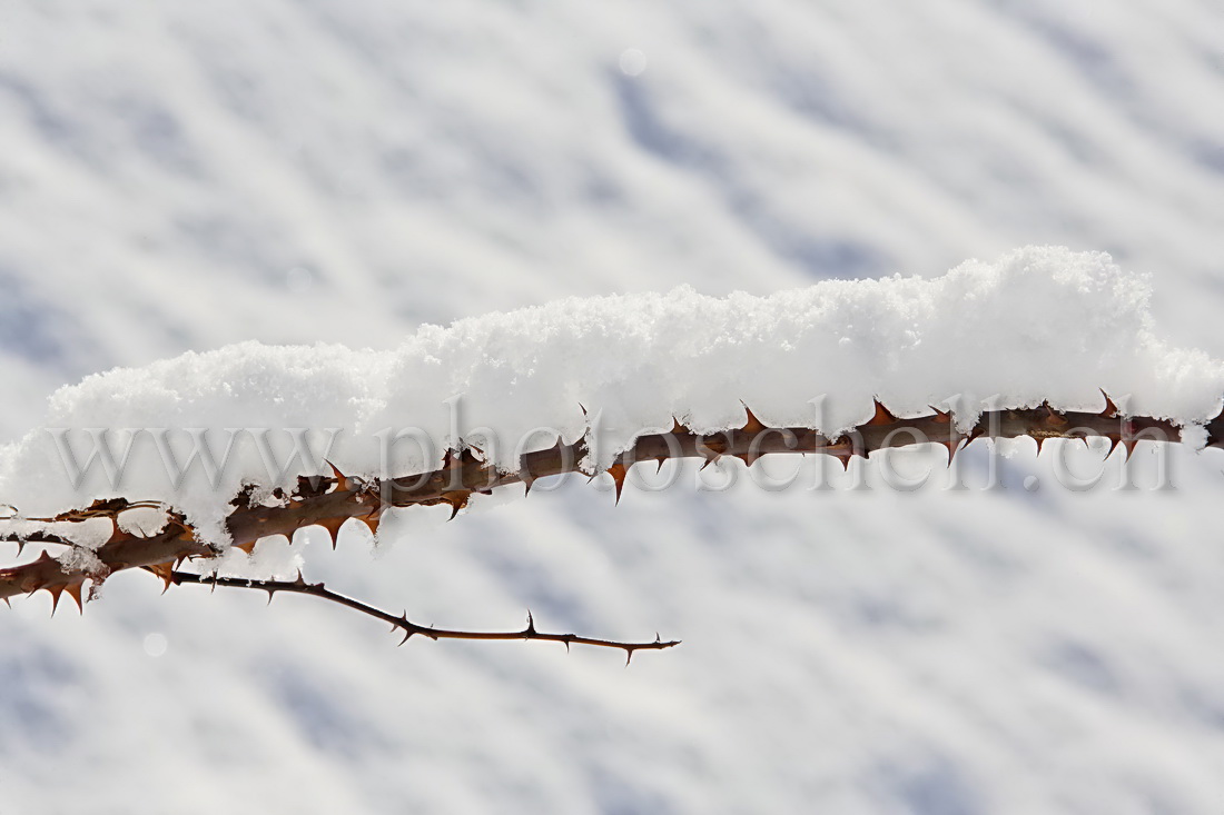 Epines de rose sous la neige