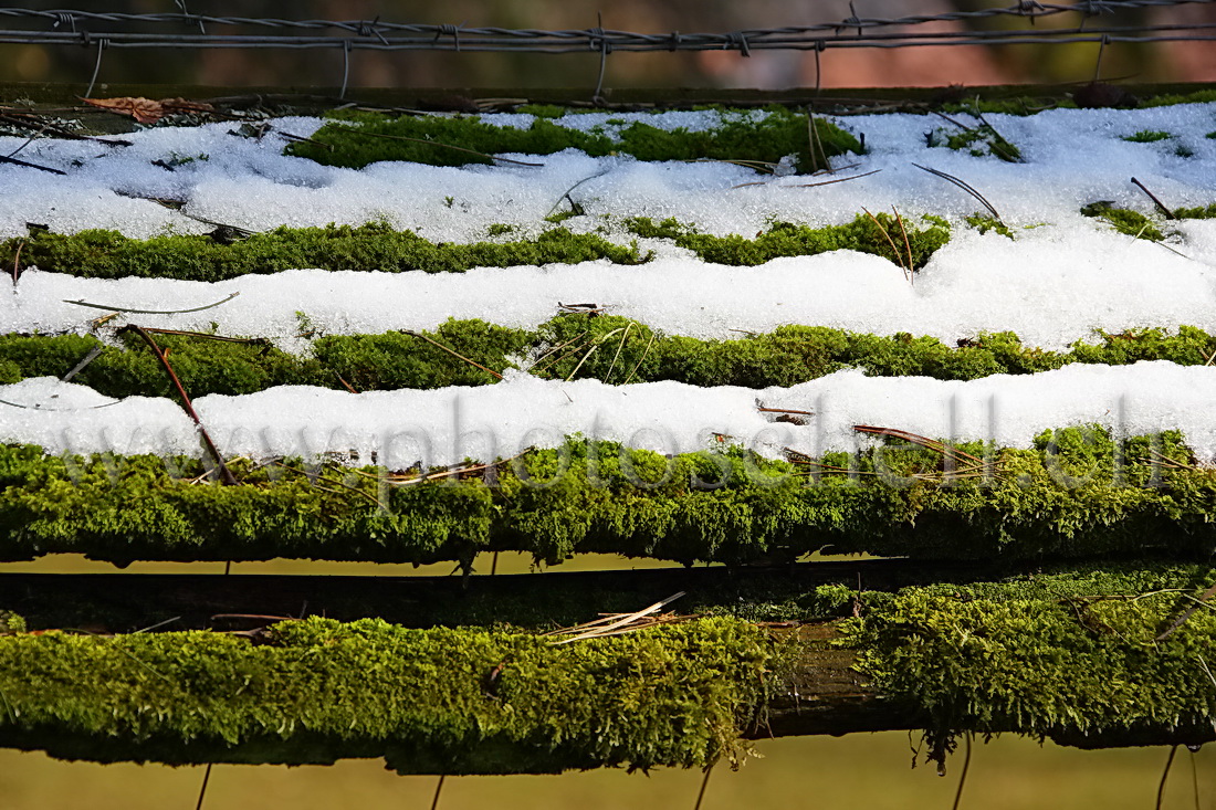 Couches de neige sur la mousse