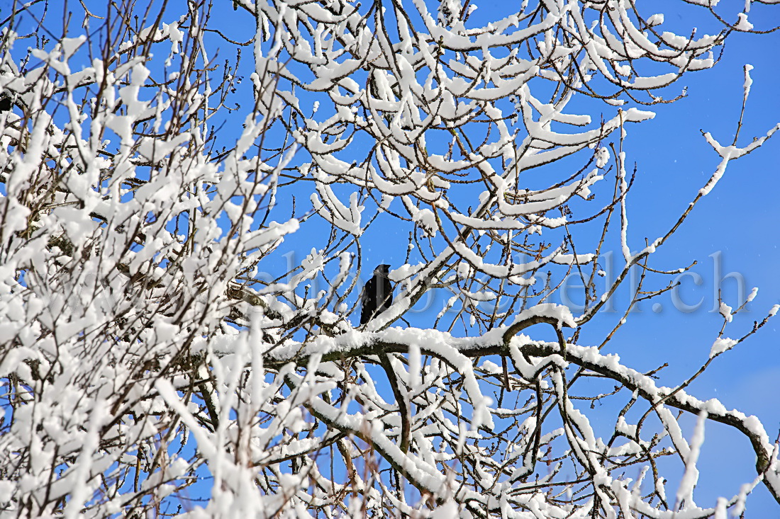 Corbeau dans les branches enneigées