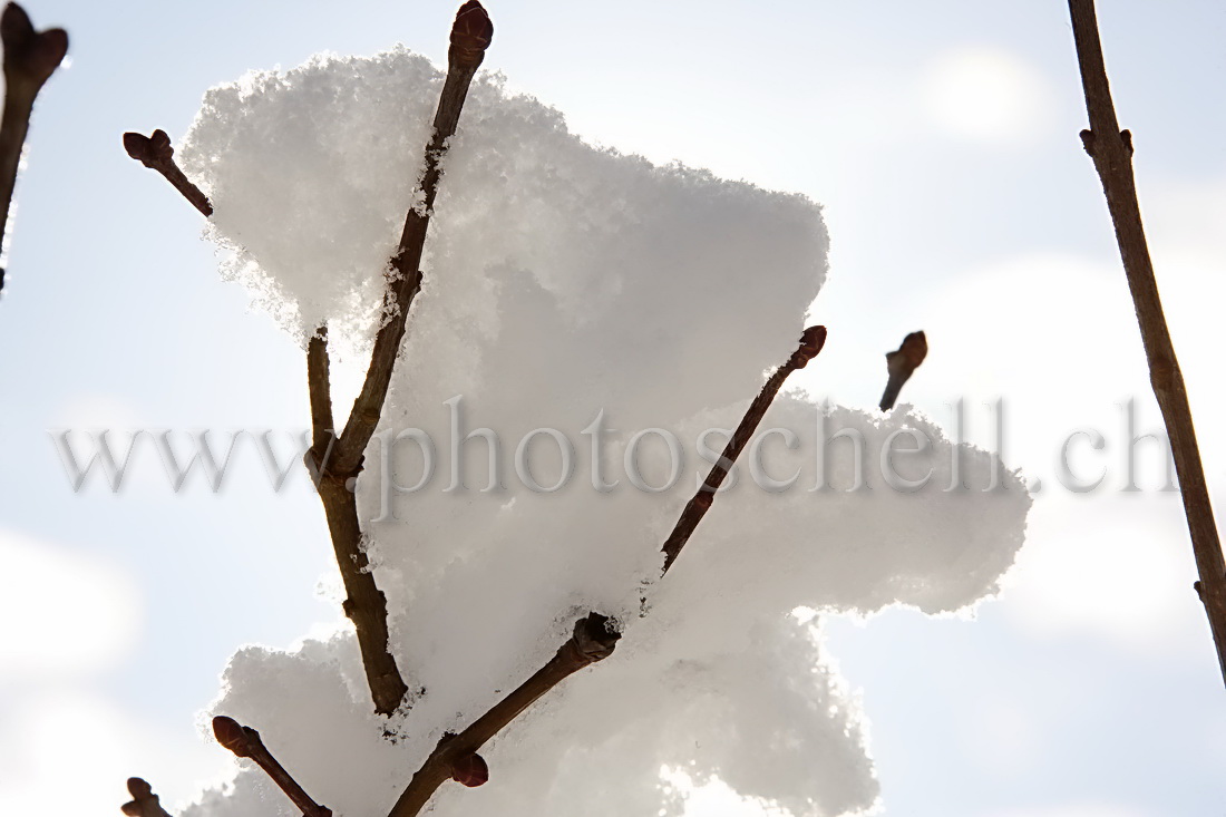 Bloc de neige dans une branche