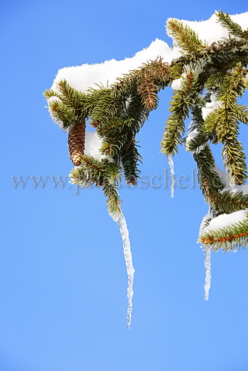 Stalagmites de glace sous les pives