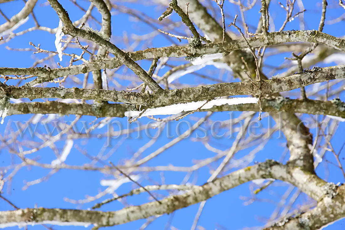 Avec ou sans neige les branches ?