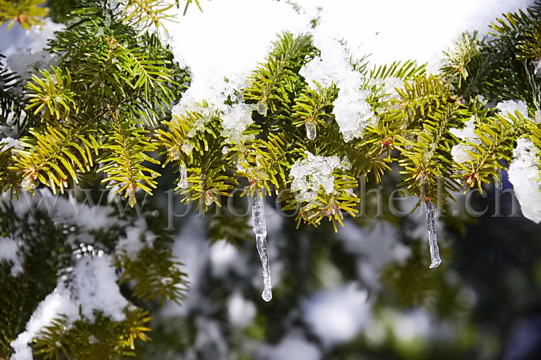 Stalagmites de glace sous la branche de sapin