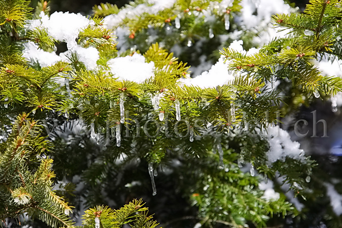 Stalagmites de glace sous la branche de sapin